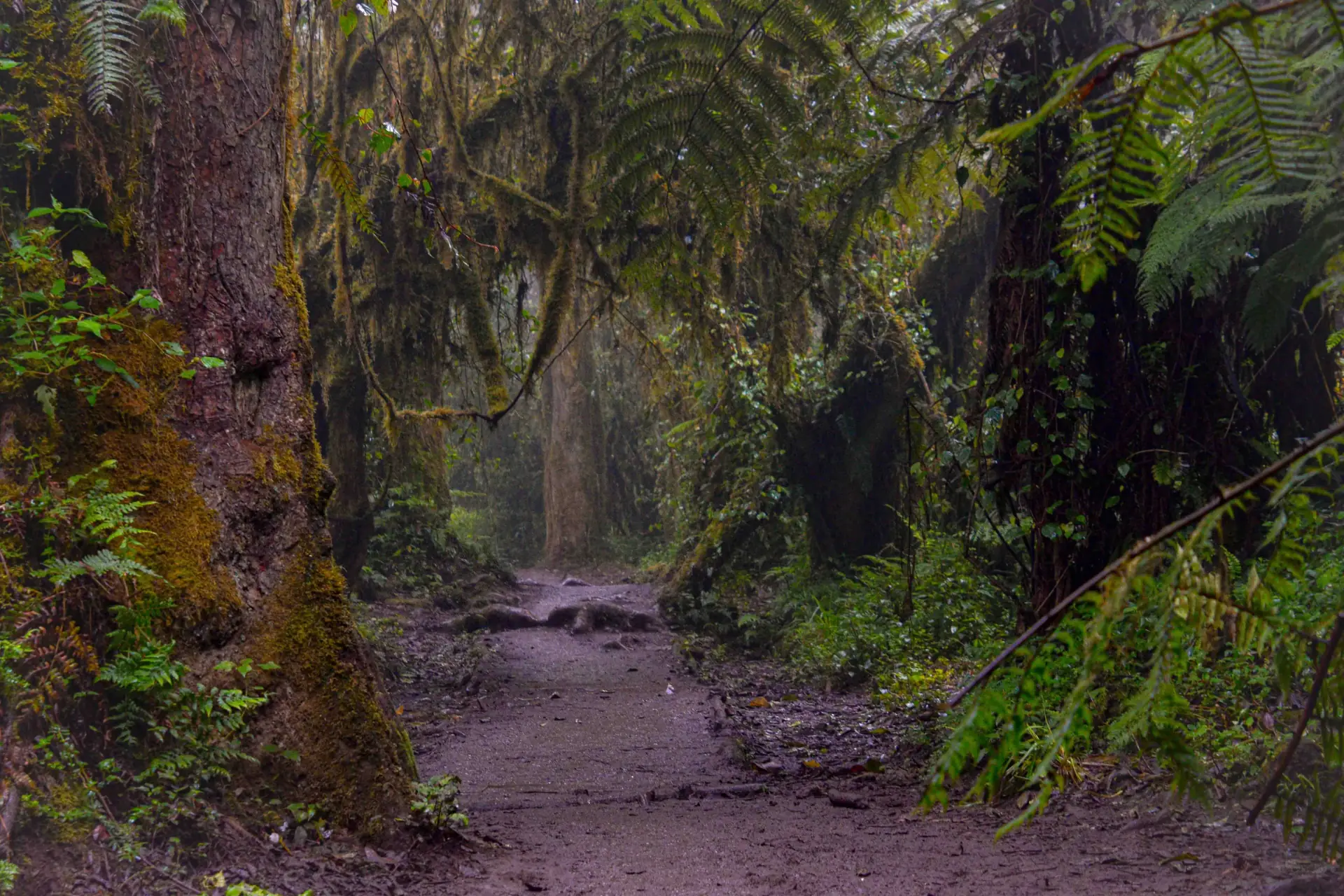 Kili Scene