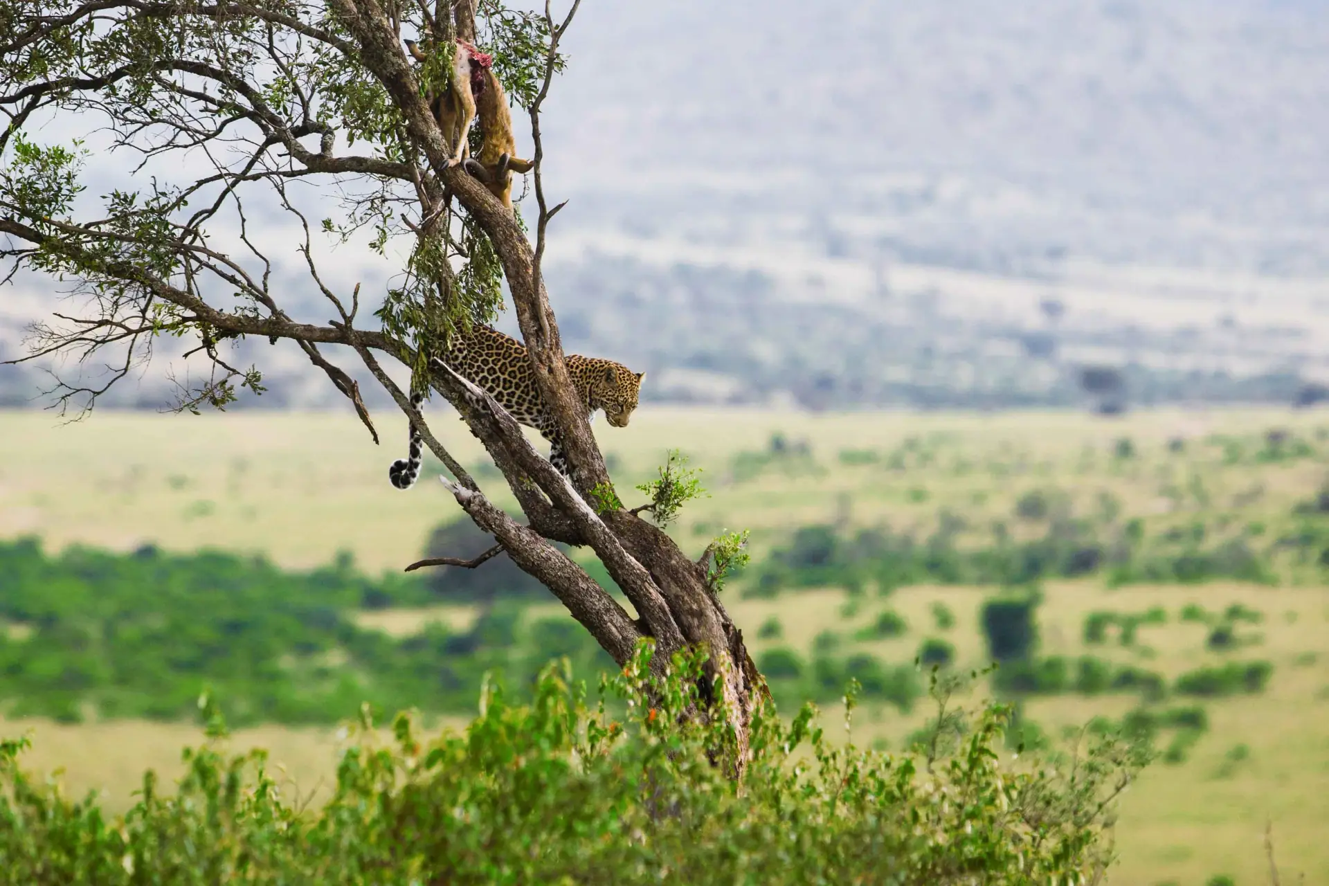 Manyara Lions