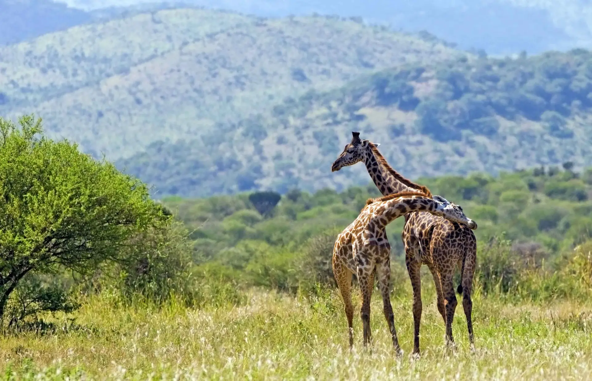 Lake Manyara