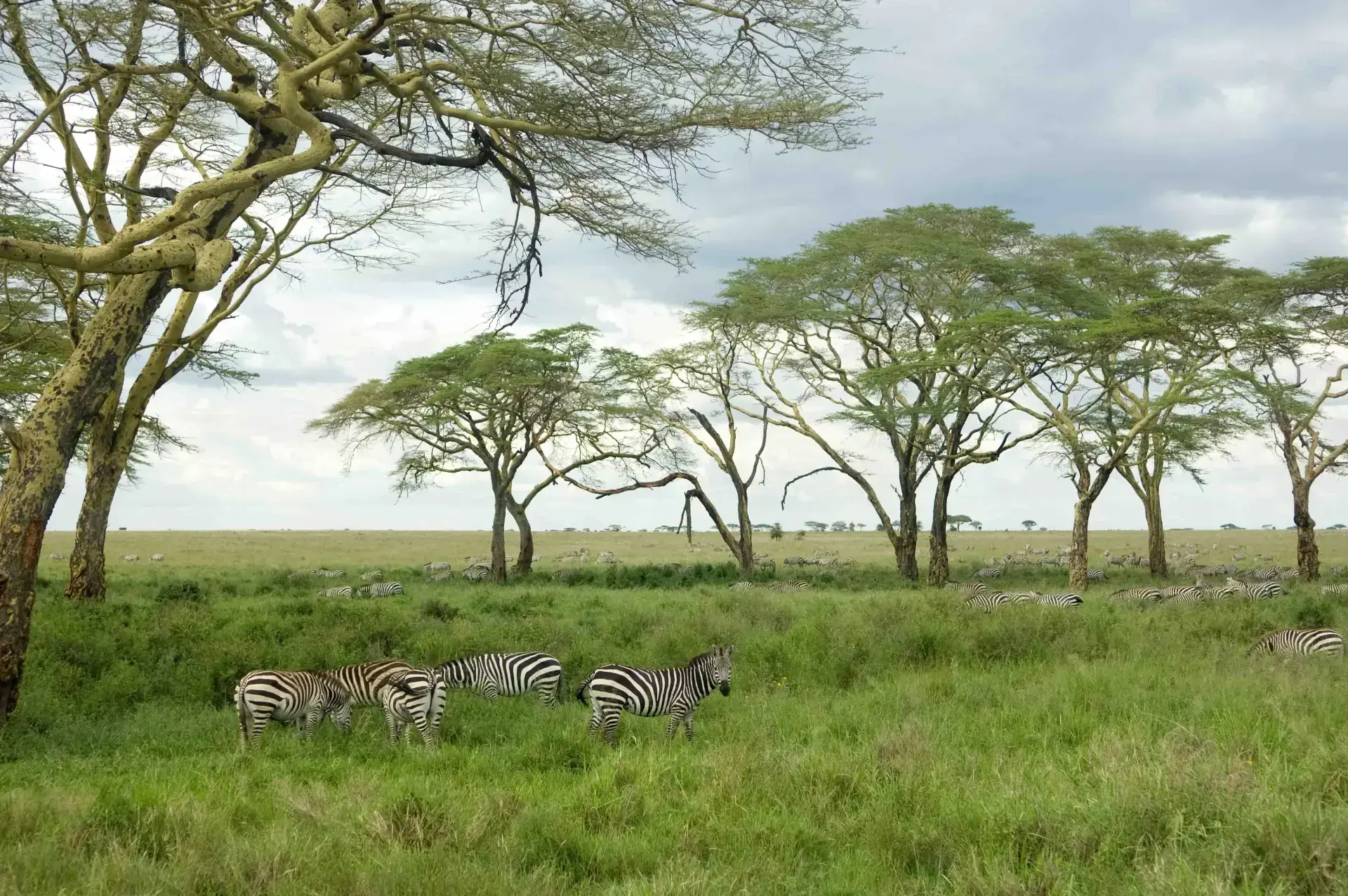 Manyara Baboons