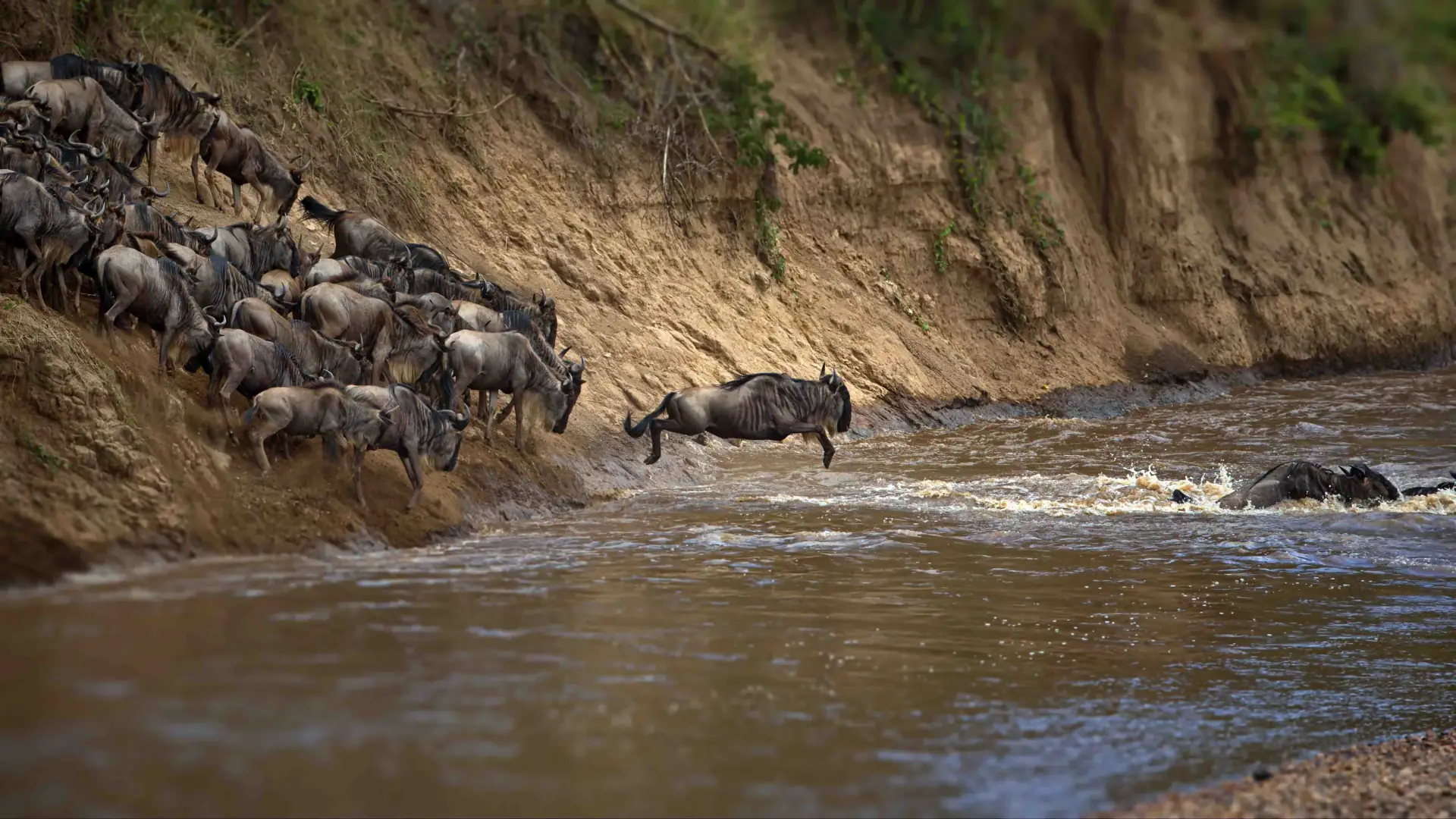 Northern Serengeti Migration