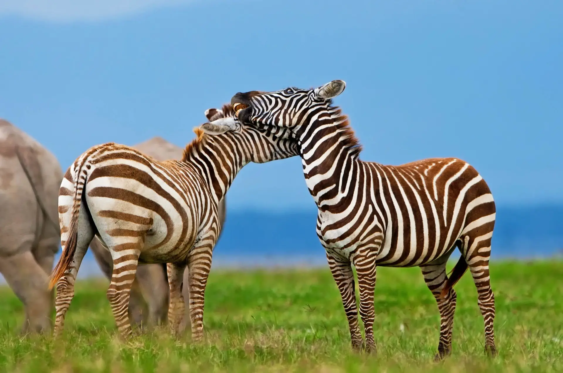 Maasai Immersion Experience