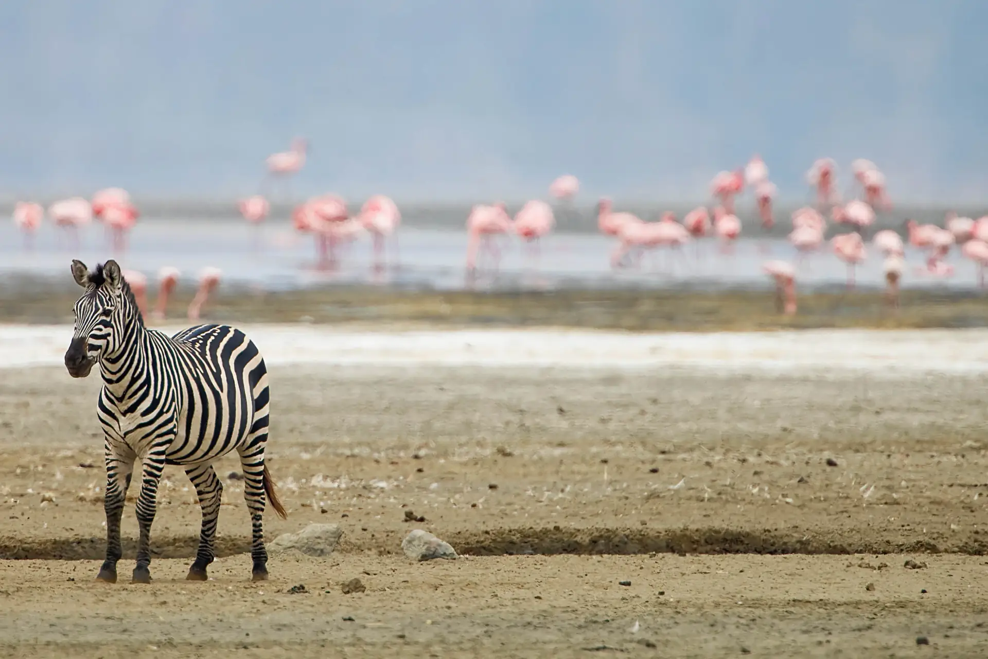 Flamingos