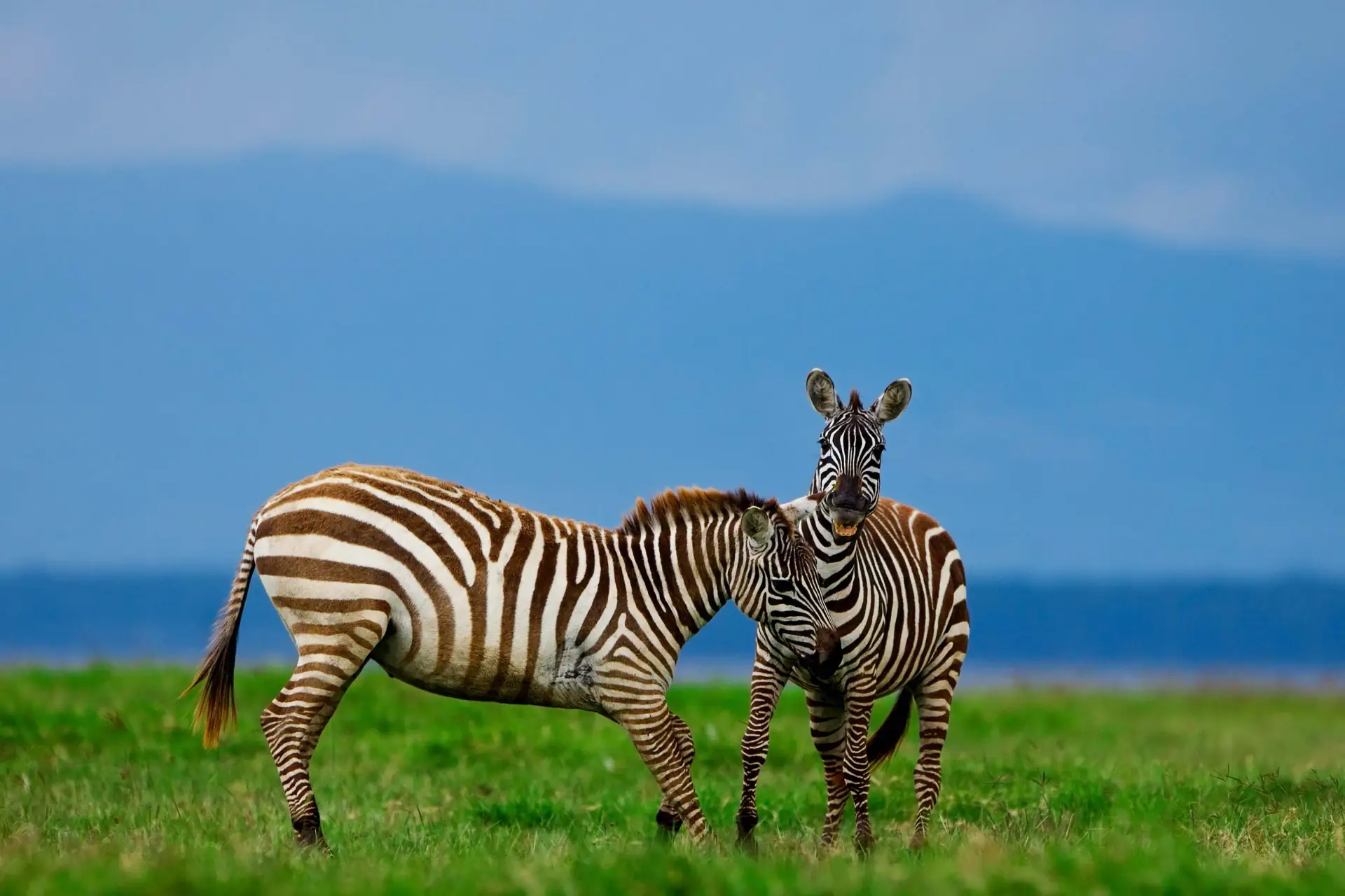 Maasai Immersion Experience