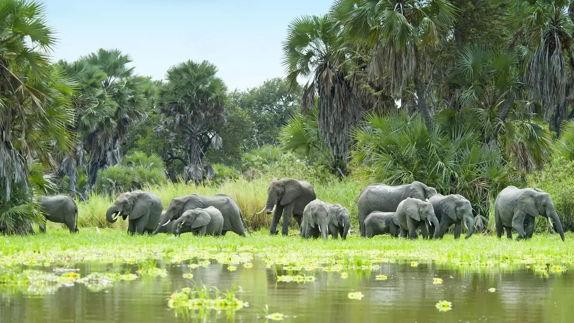 Tracking wildlife