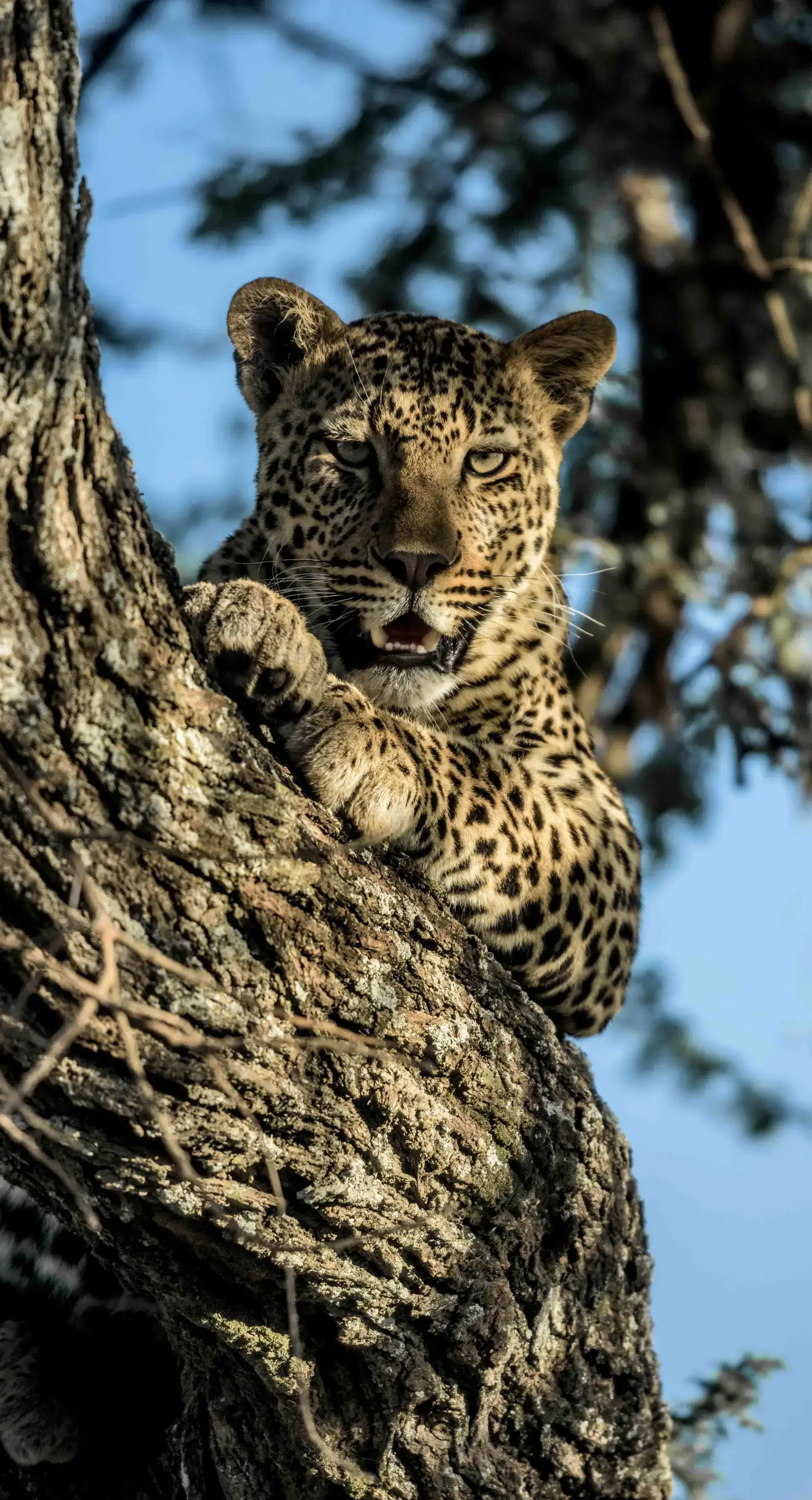 Tanzania Safari Itineraries