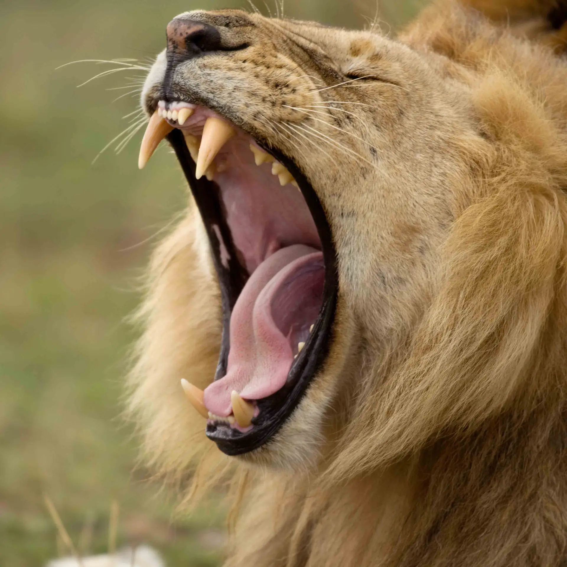 Game Drives gallery 1