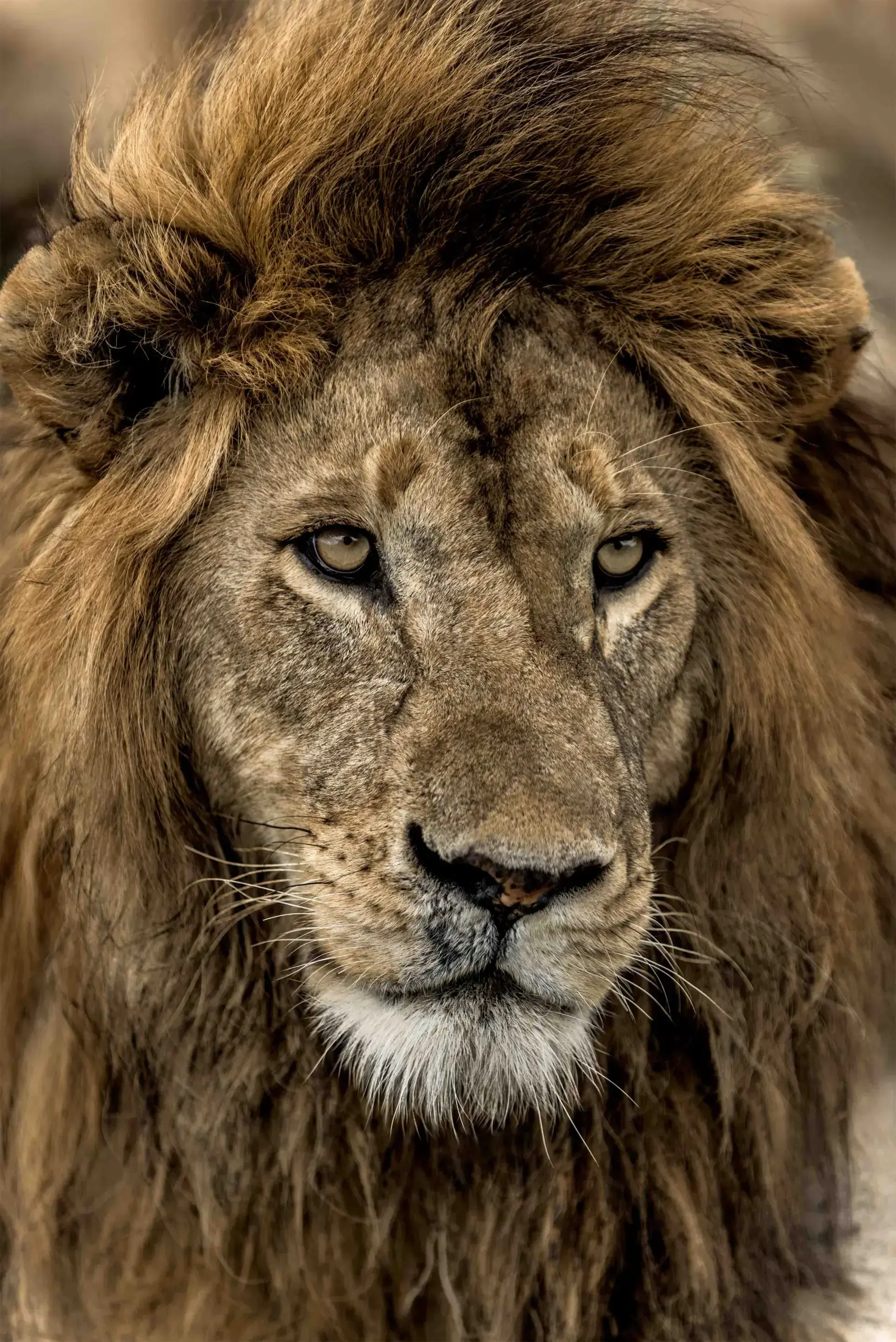 A Photographer's Guide to the Serengeti