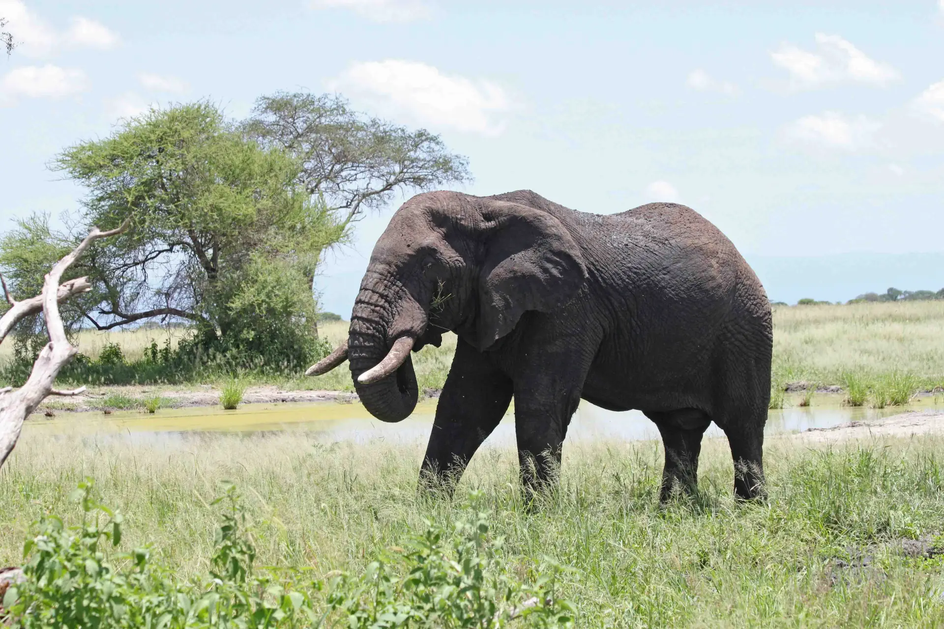 The Big Five: Wildlife of the Serengeti