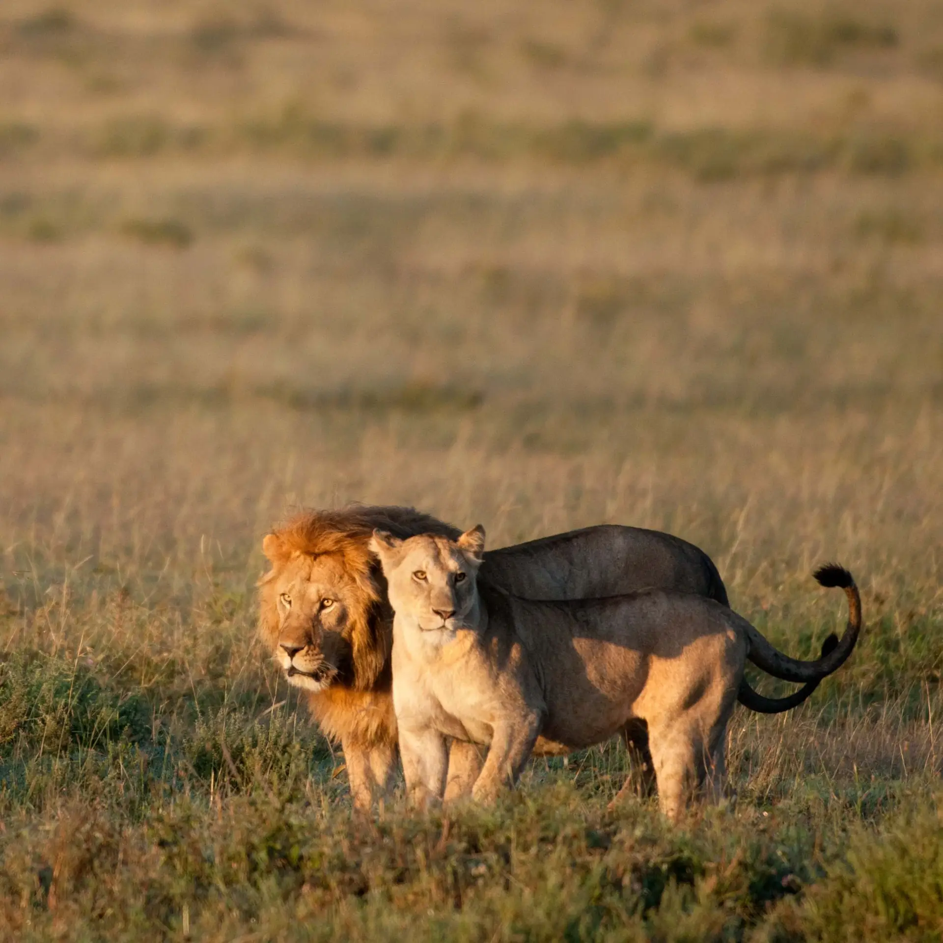 Ultimate Tanzania Honeymoon