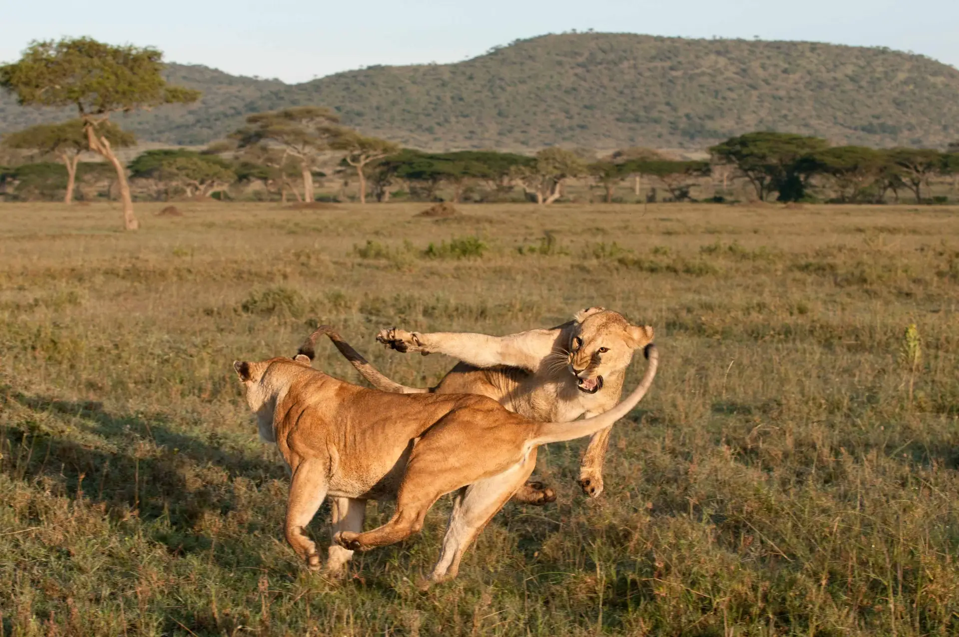 Ultimate Tanzania Honeymoon