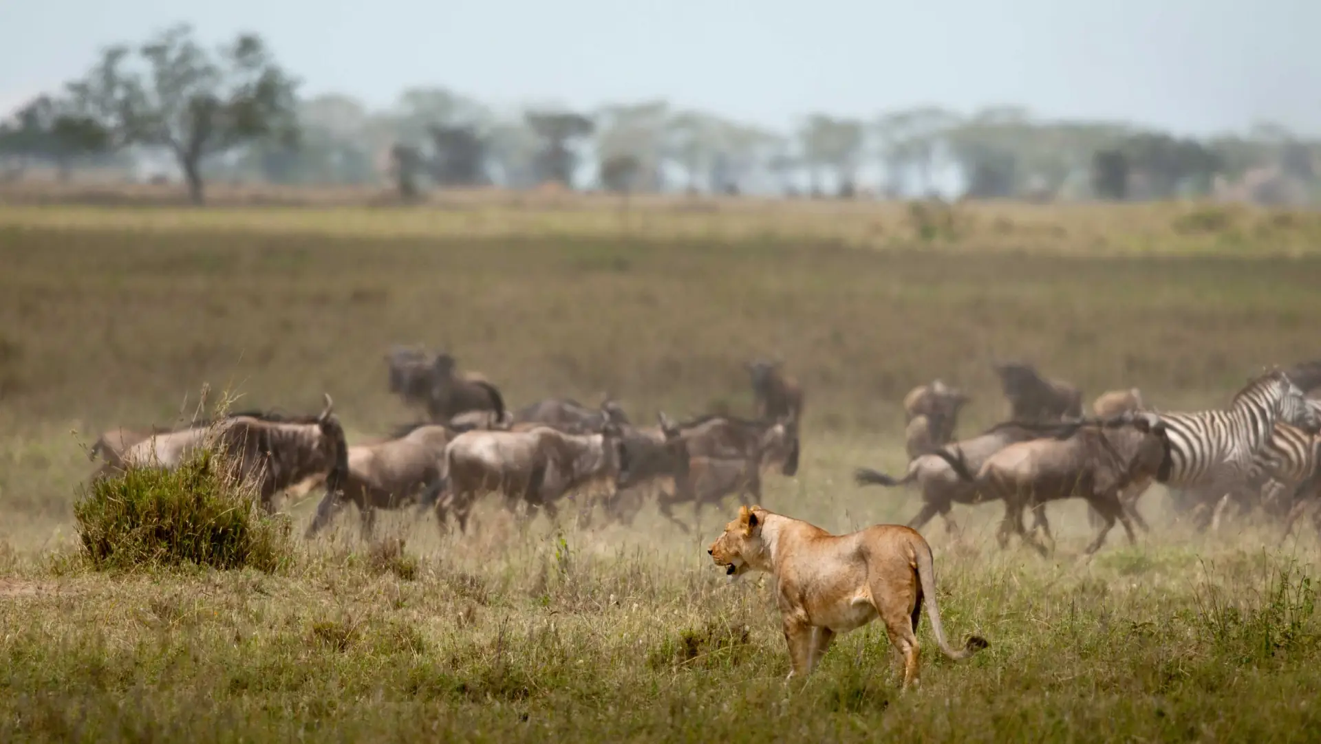 Serengeti