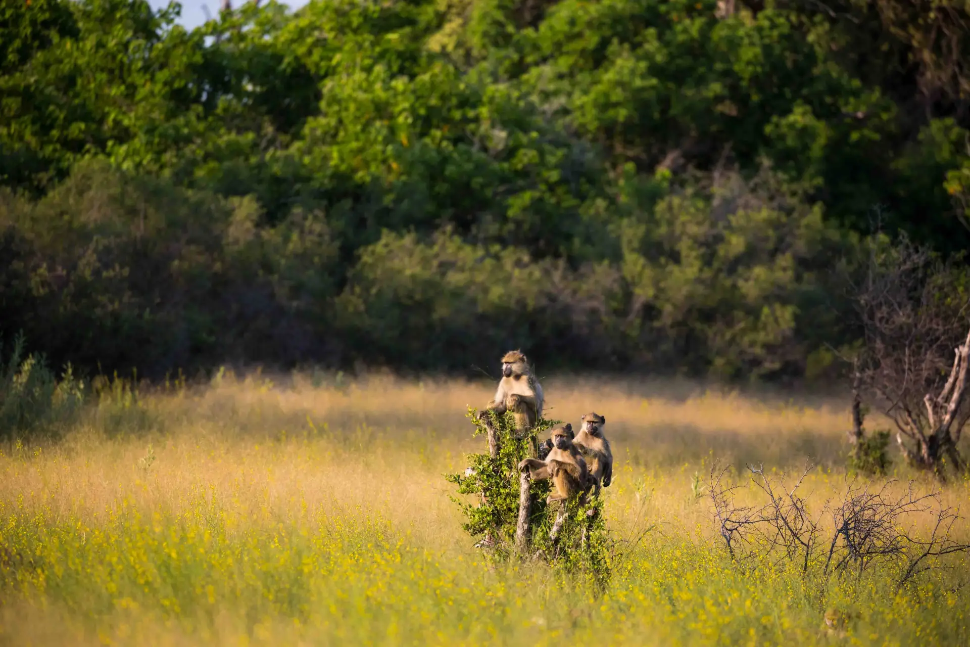 Game Drives gallery 2