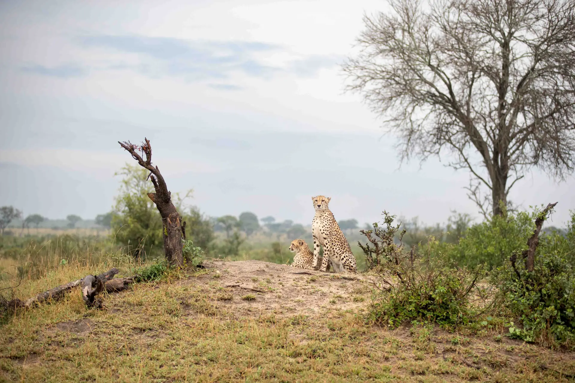Village Life & Wildlife