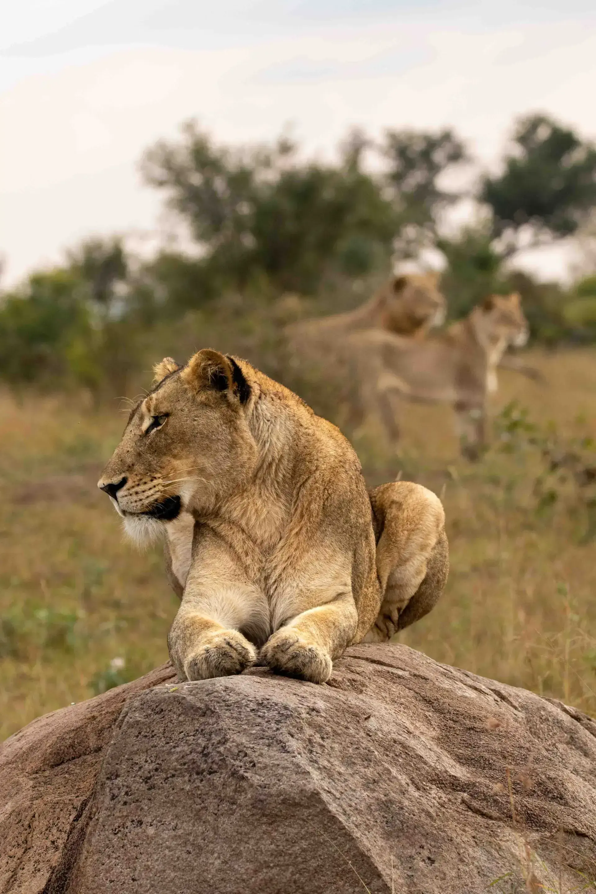 Walking the savannah