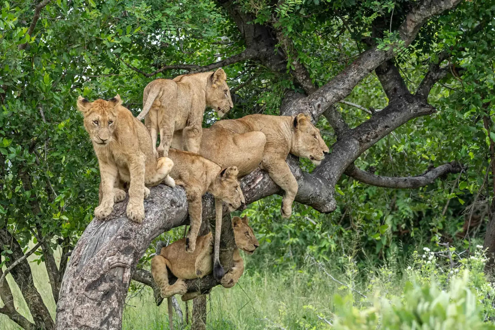 Tarangire National Park