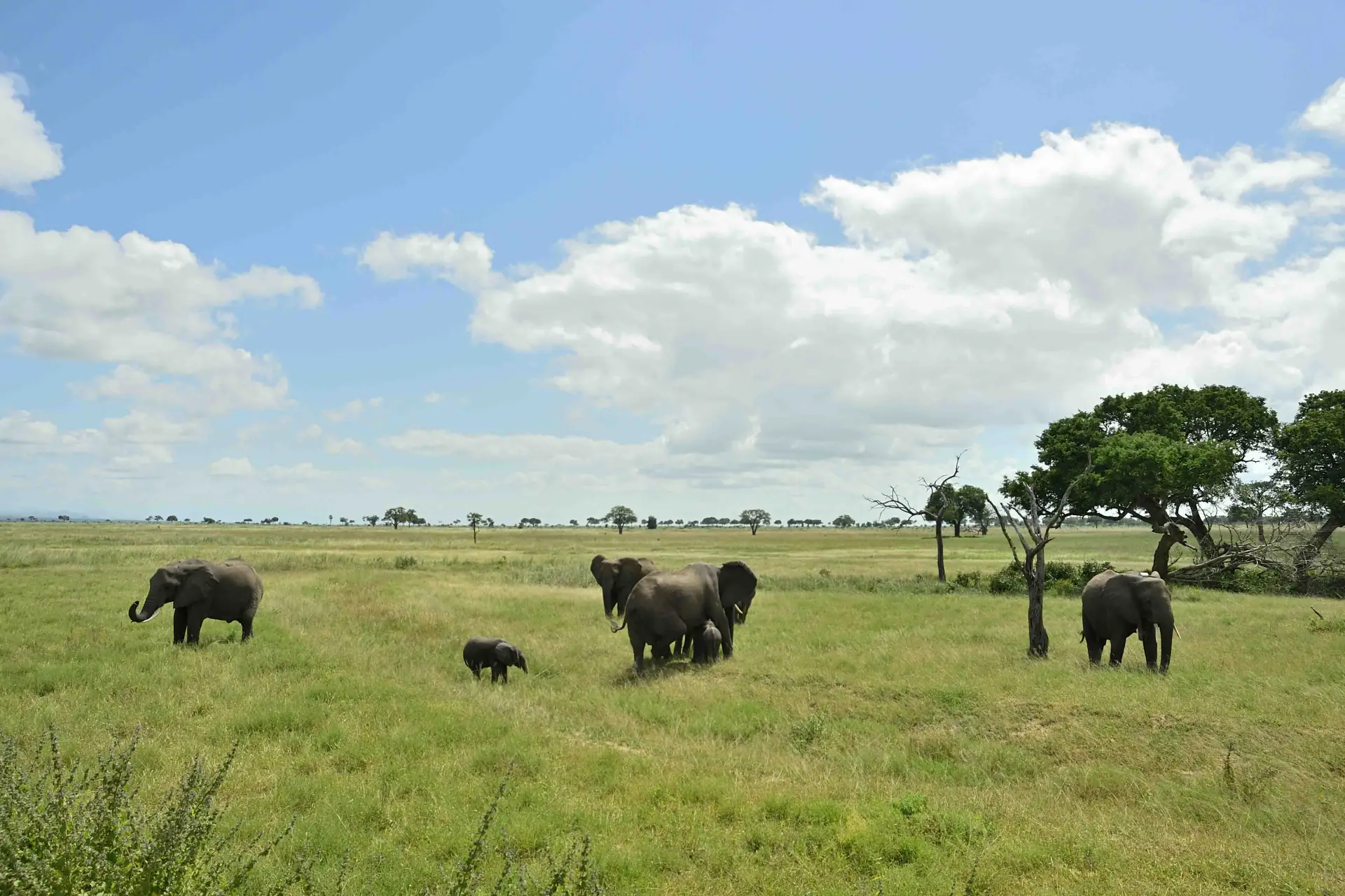 Tanzania's Cultural Mosaic