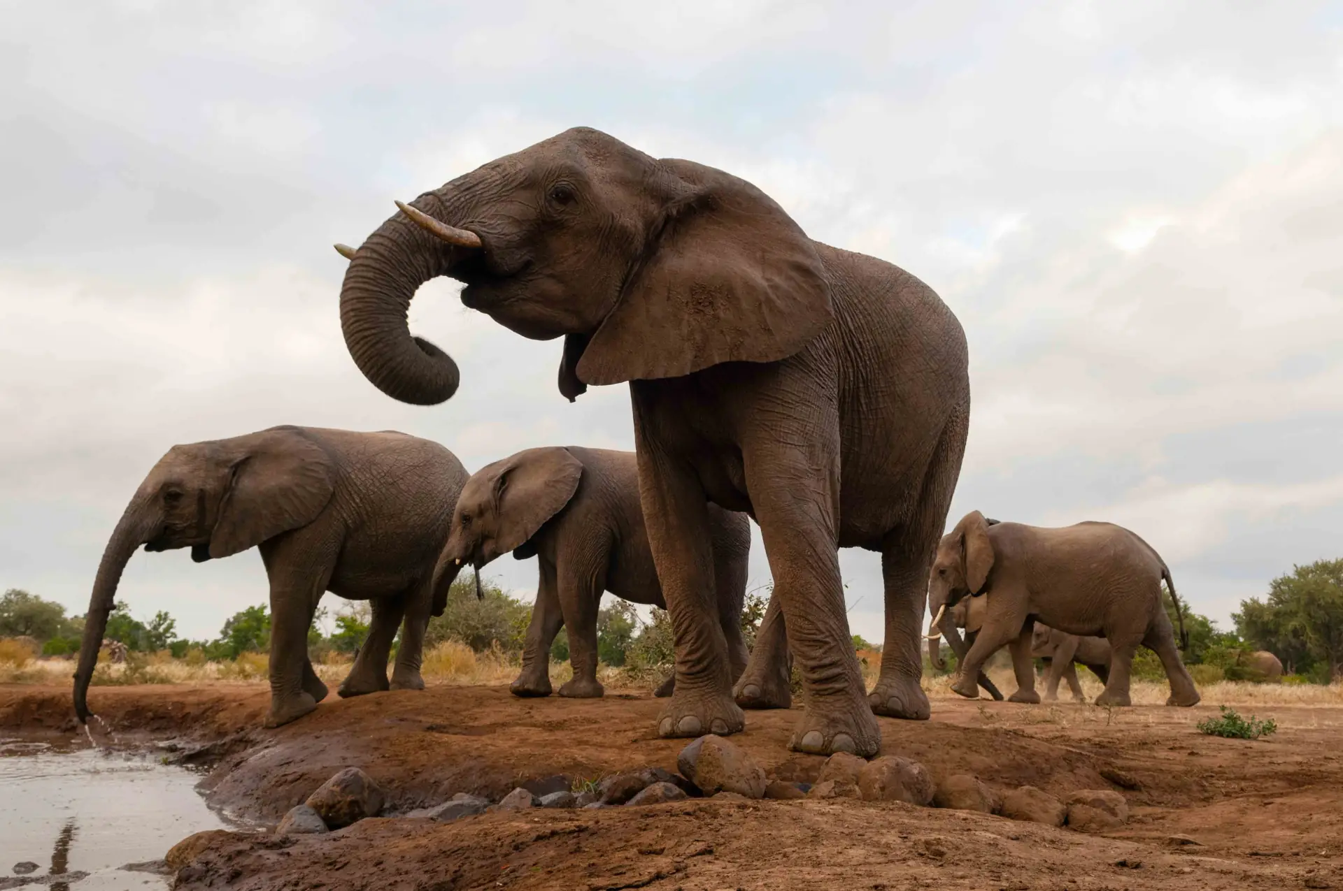 Tarangire: The Land of Giants