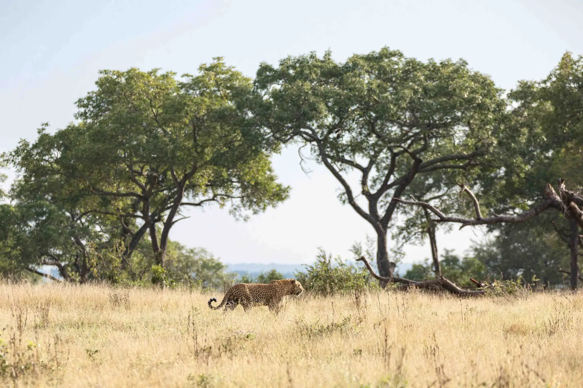 Tarangire