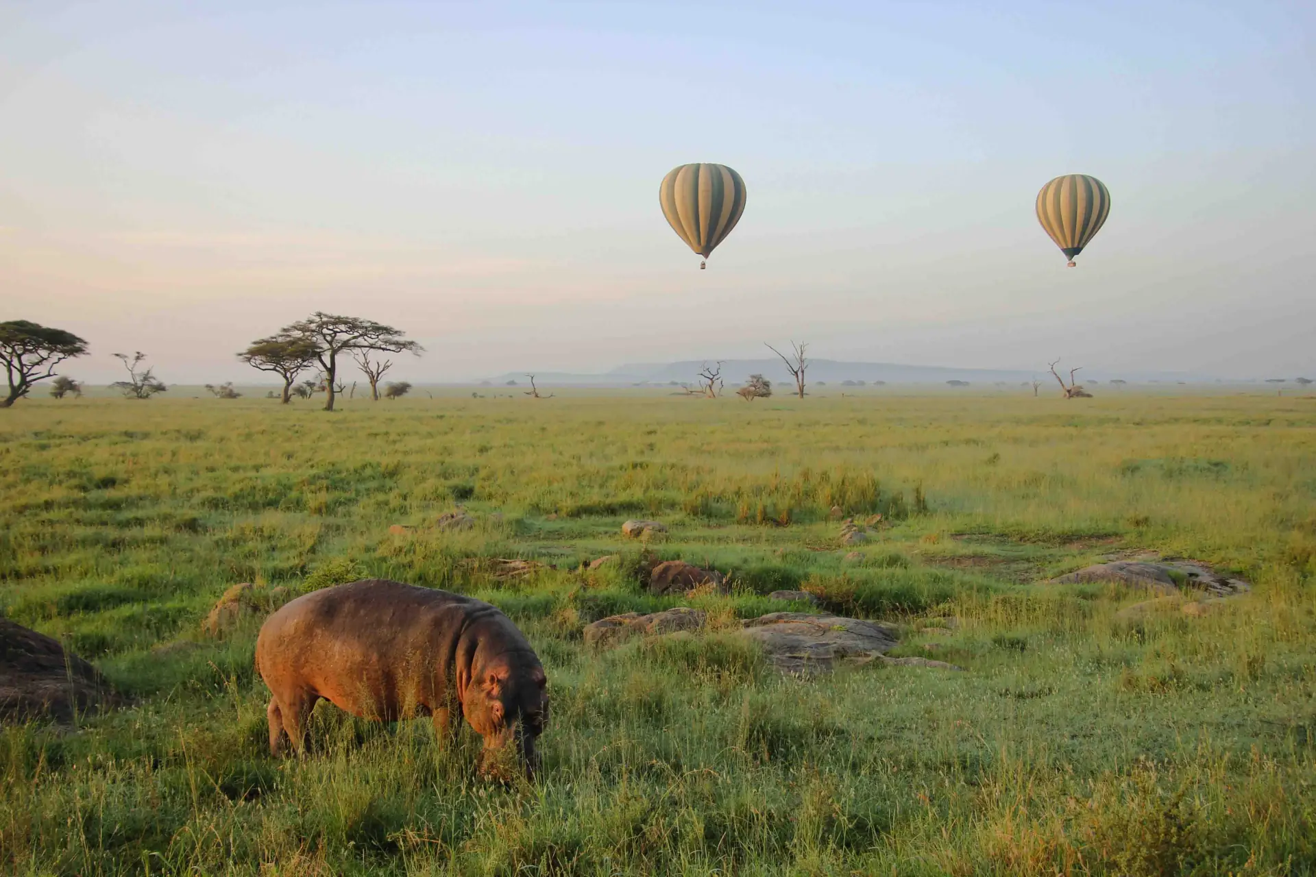 Balloon Safaris