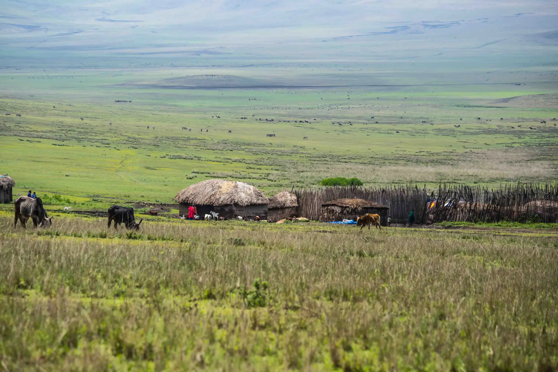 Walking Safaris