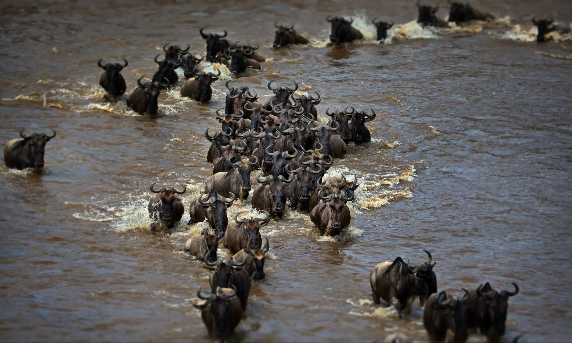 Lions on the hunt
