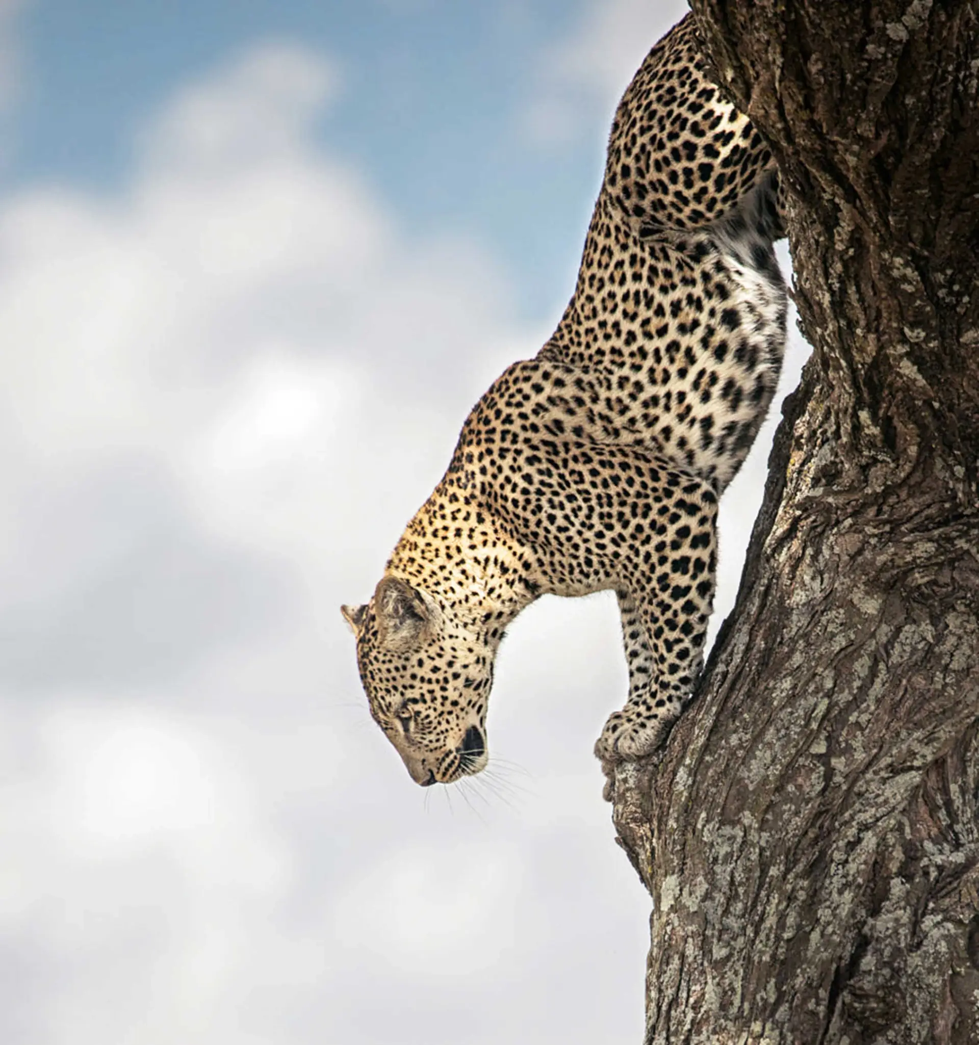 Serenity Africa Safaris luxury Tanzania safari