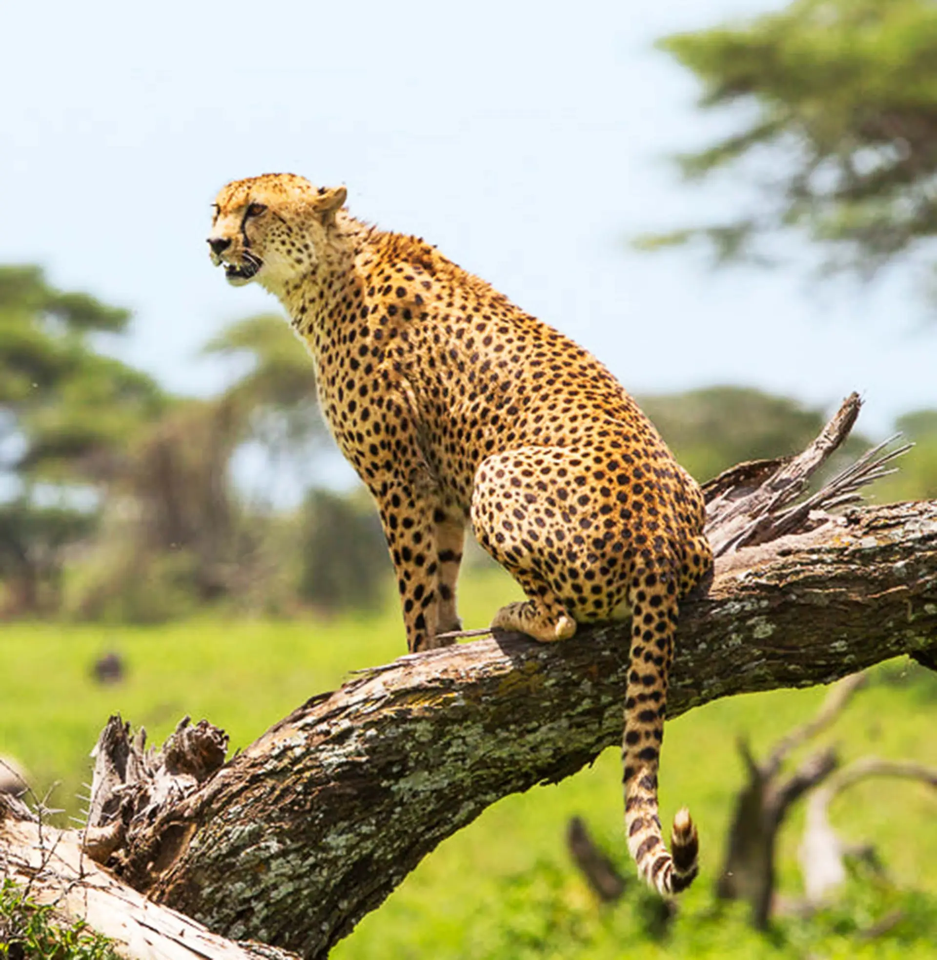 Safari Expert