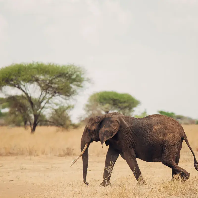 Family Safaris