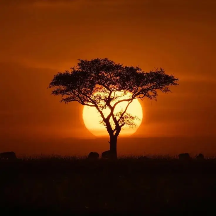Serenity Africa – Serengeti Sunset