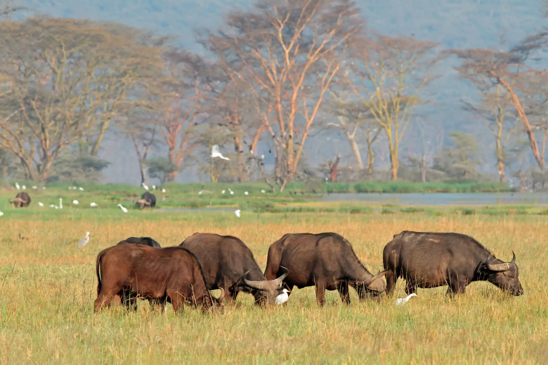 Walking Safari